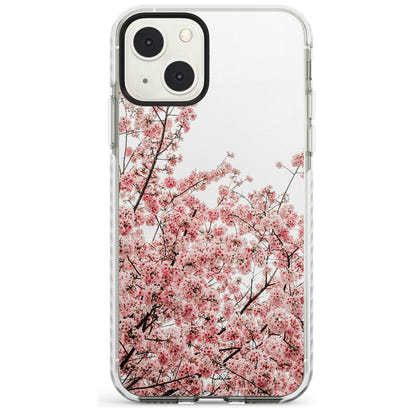 Cherry Blossom Bloom