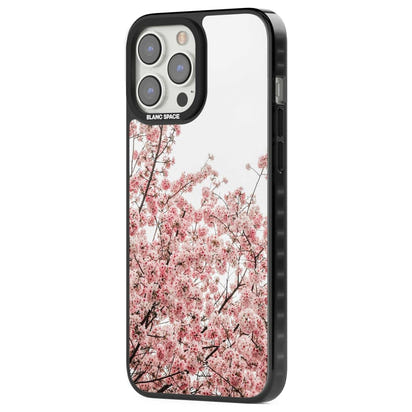 Cherry Blossom Bloom