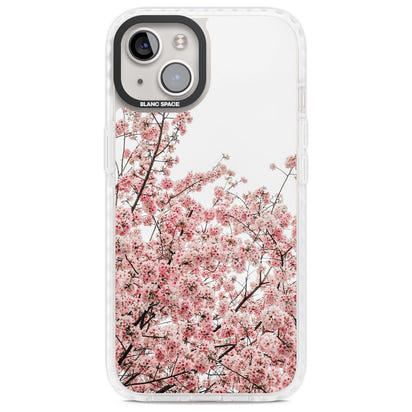 Cherry Blossom Bloom