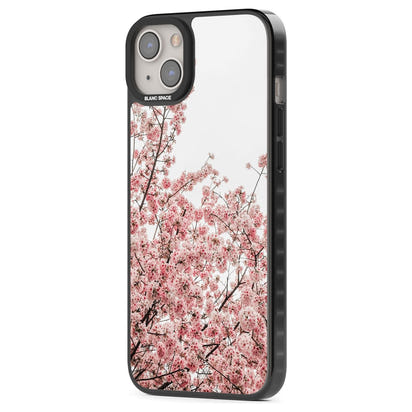 Cherry Blossom Bloom