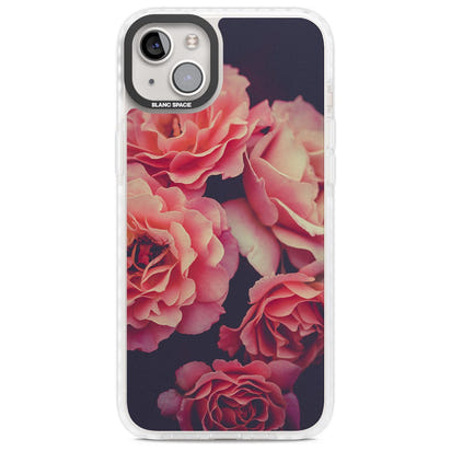 Mitternachtsrosenblüte