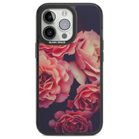 Mitternachtsrosenblüte