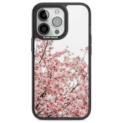 Cherry Blossom Bloom