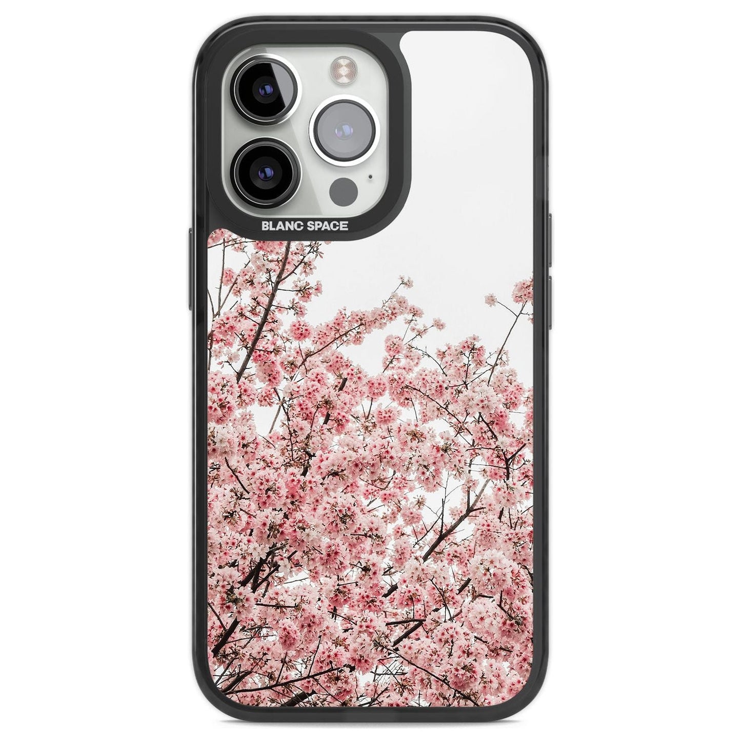 Cherry Blossom Bloom
