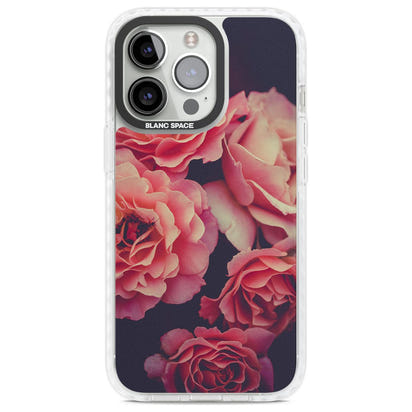 Mitternachtsrosenblüte