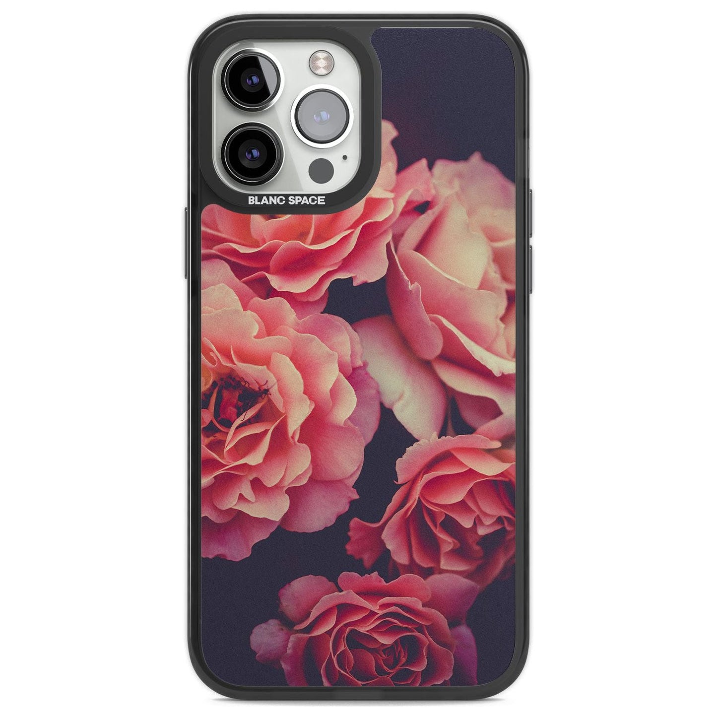 Mitternachtsrosenblüte