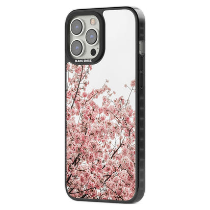 Cherry Blossom Bloom