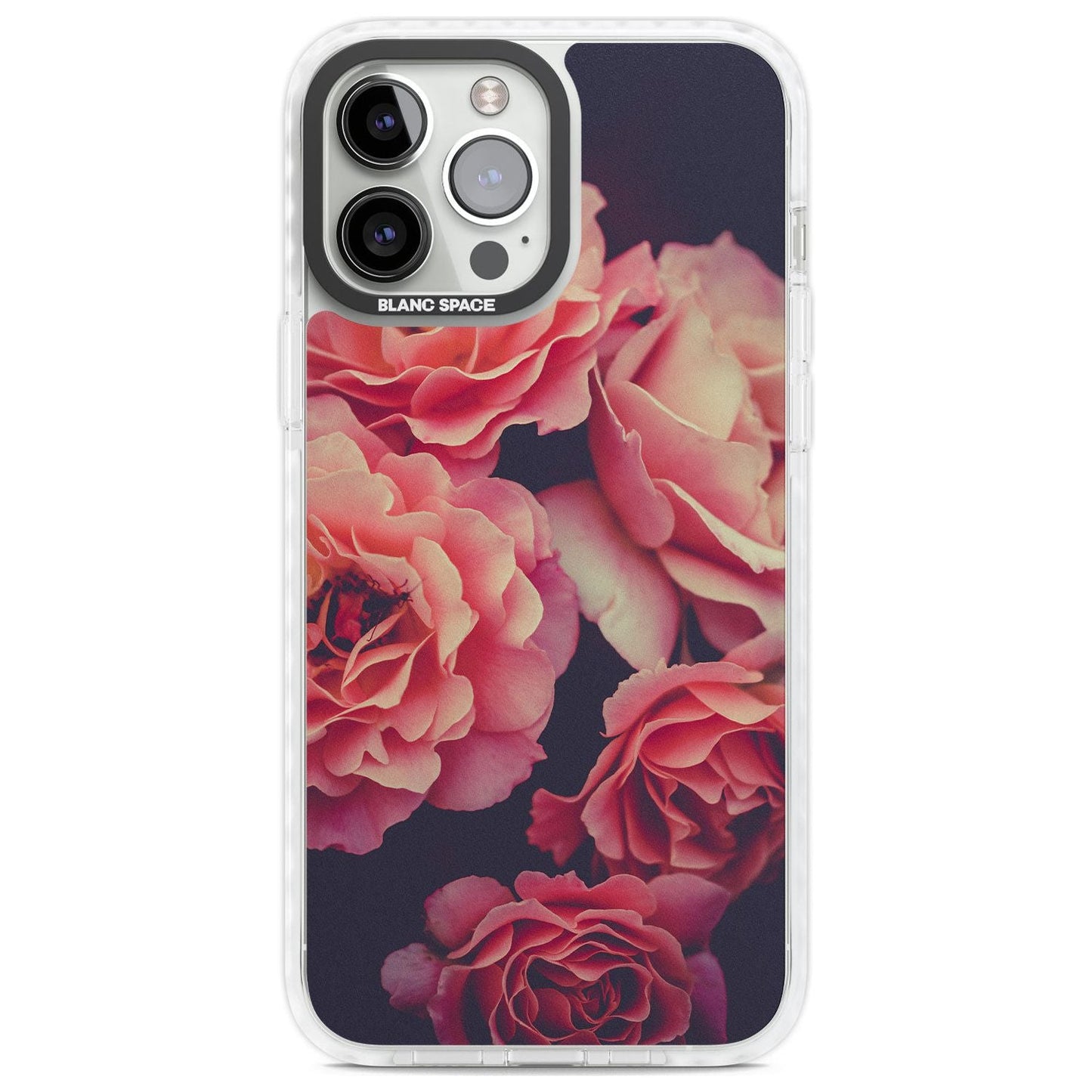 Mitternachtsrosenblüte