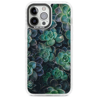 Succulent Bloom Botanical