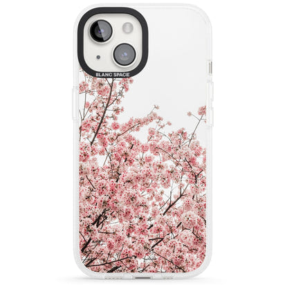 Cherry Blossom Bloom