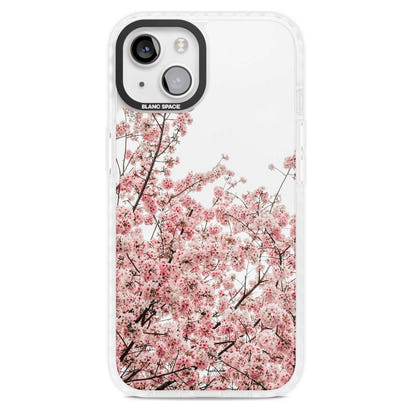 Cherry Blossom Bloom