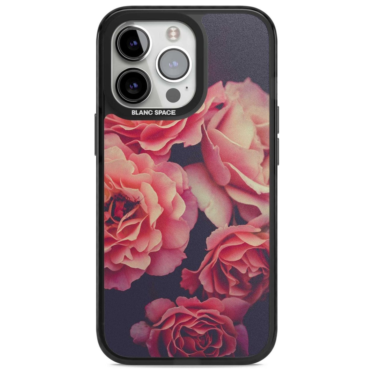 Mitternachtsrosenblüte