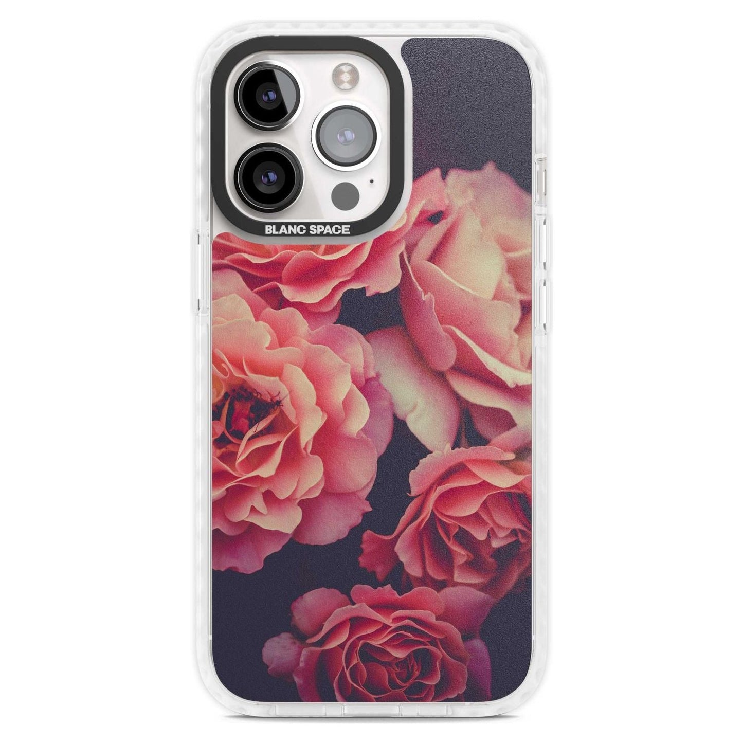 Mitternachtsrosenblüte