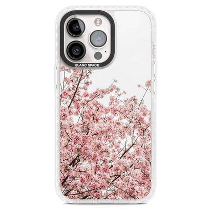 Cherry Blossom Bloom