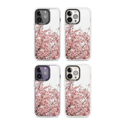 Cherry Blossom Bloom