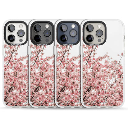 Cherry Blossom Bloom