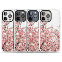 Cherry Blossom Bloom