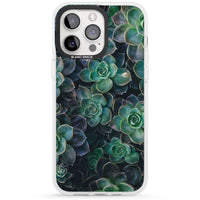 Succulent Bloom Botanical