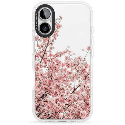 Cherry Blossom Bloom