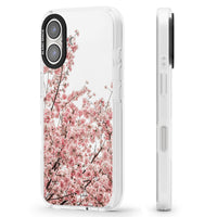 Cherry Blossom Bloom