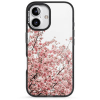 Cherry Blossom Bloom