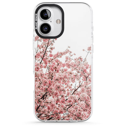 Cherry Blossom Bloom