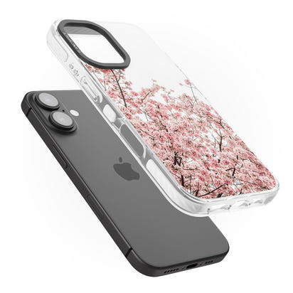 Cherry Blossom Bloom