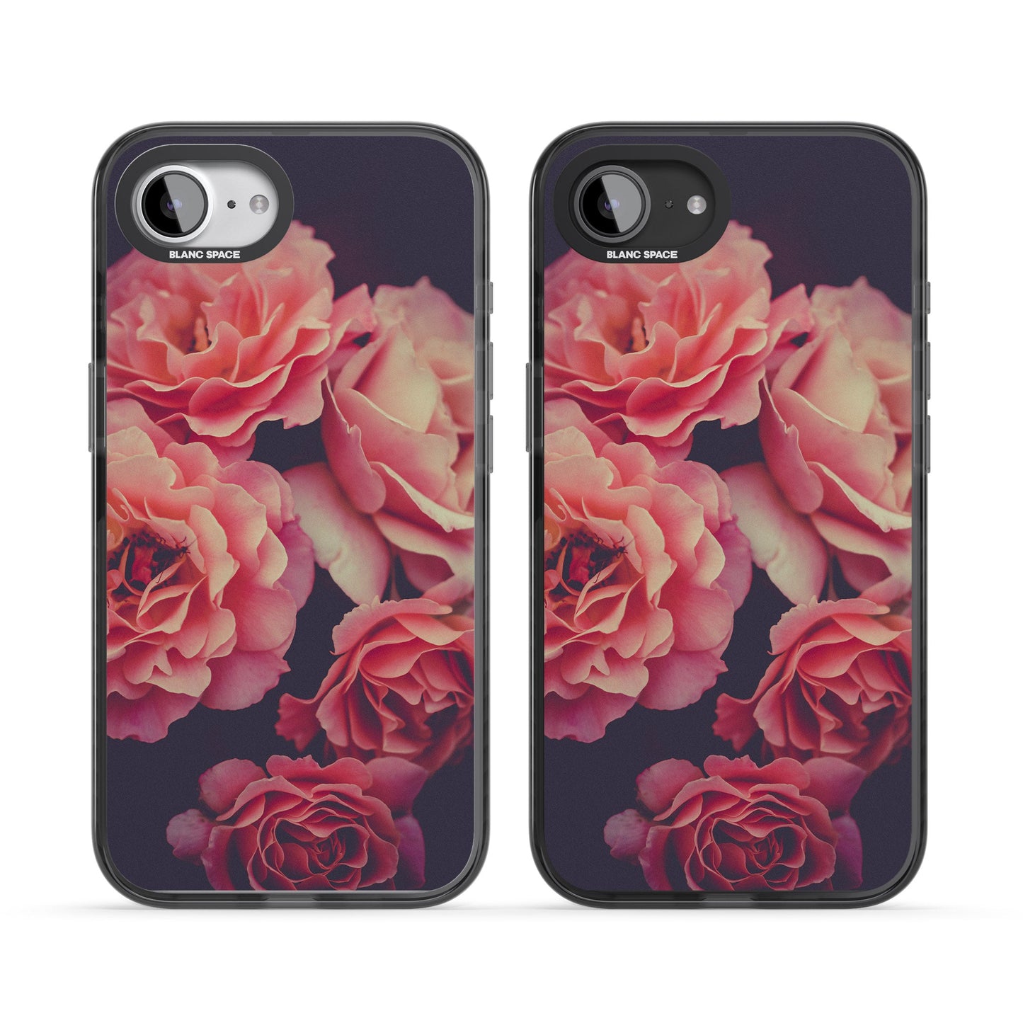 Mitternachtsrosenblüte