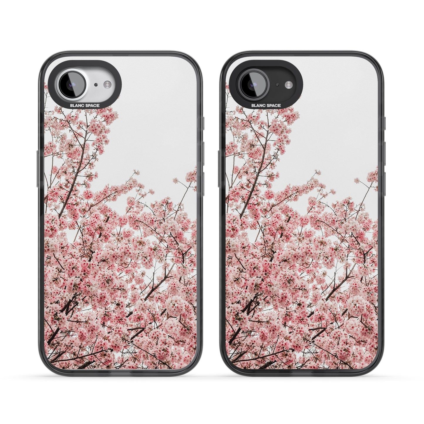 Cherry Blossom Bloom