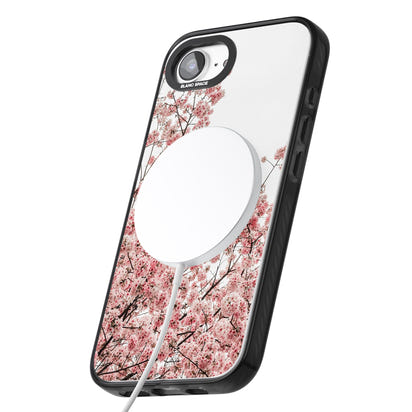 Cherry Blossom Bloom