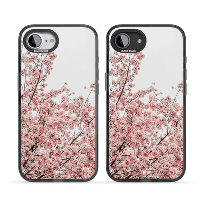 Cherry Blossom Bloom