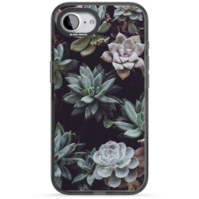 Succulent Bloom Mixed