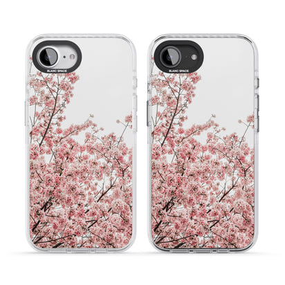 Cherry Blossom Bloom