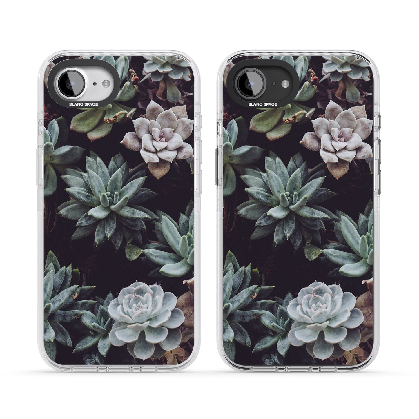 Succulent Bloom Mixed