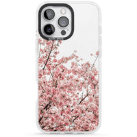 Cherry Blossom Bloom