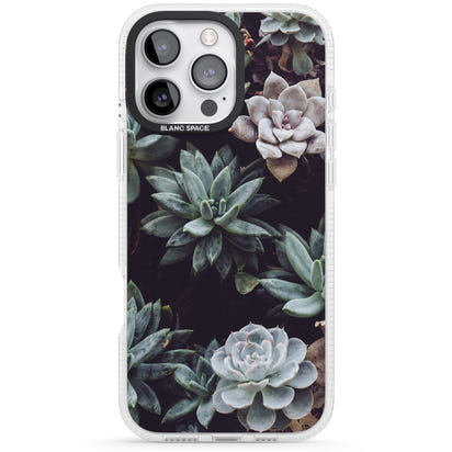 Succulent Bloom Mixed