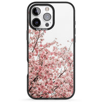 Cherry Blossom Bloom