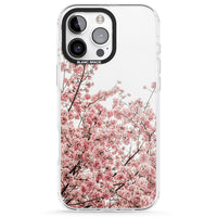 Cherry Blossom Bloom