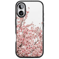 Cherry Blossom Bloom