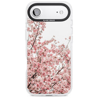 Cherry Blossom Bloom