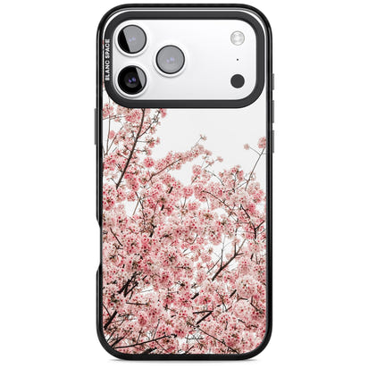 Cherry Blossom Bloom