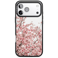 Cherry Blossom Bloom