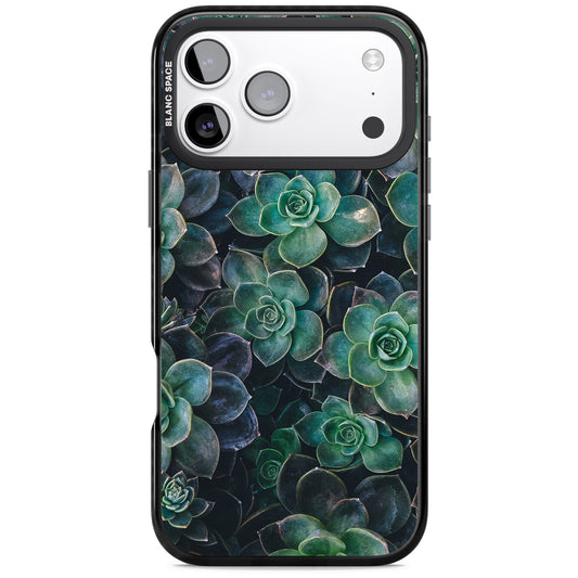 Succulent Bloom Botanical