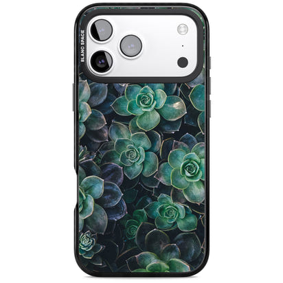 Succulent Bloom Botanical