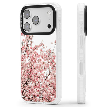 Cherry Blossom Bloom