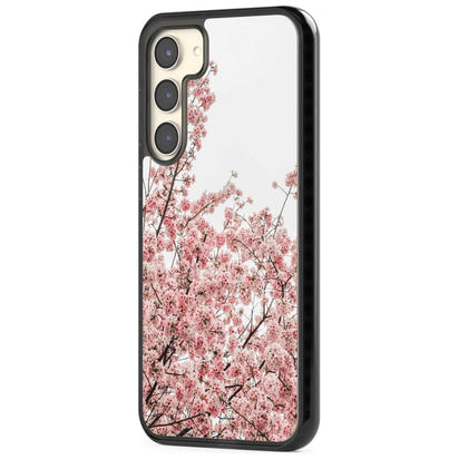 Cherry Blossom Bloom