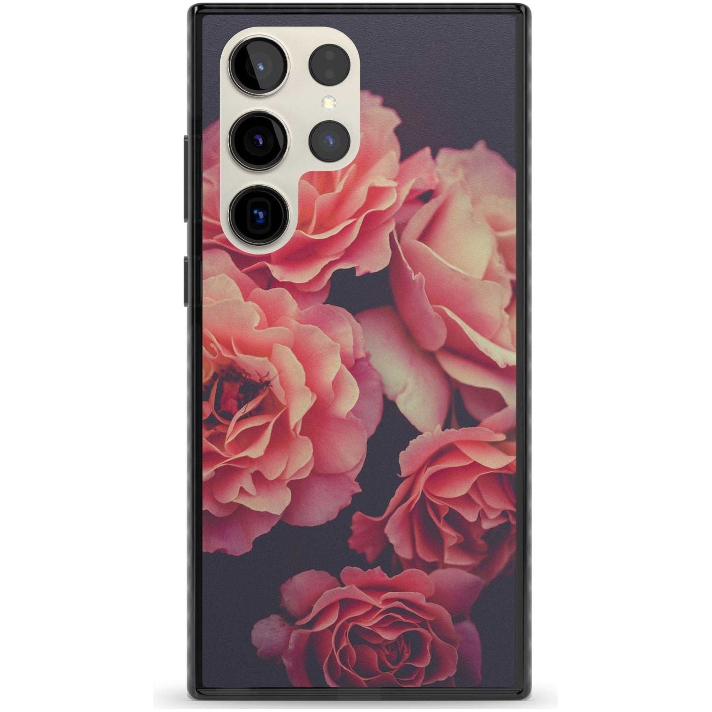 Mitternachtsrosenblüte