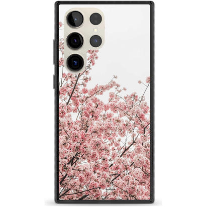 Cherry Blossom Bloom