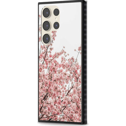 Cherry Blossom Bloom