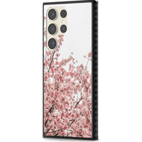 Cherry Blossom Bloom